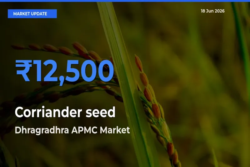 Market Watch: Dhragradhra APMC Becomes Top Mandi for Corriander seed