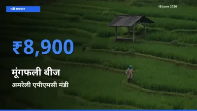 किसानों की पसंद बना अमरेली एपीएमसी, मूंगफली बीज के सबसे अच्छे दाम