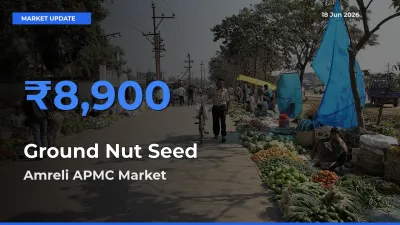 Farmers Prefer Amreli APMC as Ground Nut Seed Hits Highest Rate
