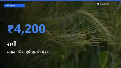 मदाकासिरा एपीएमसी मंडी में रागी ₹4,200 पर पहुँचा – आज का सर्वोच्च भाव