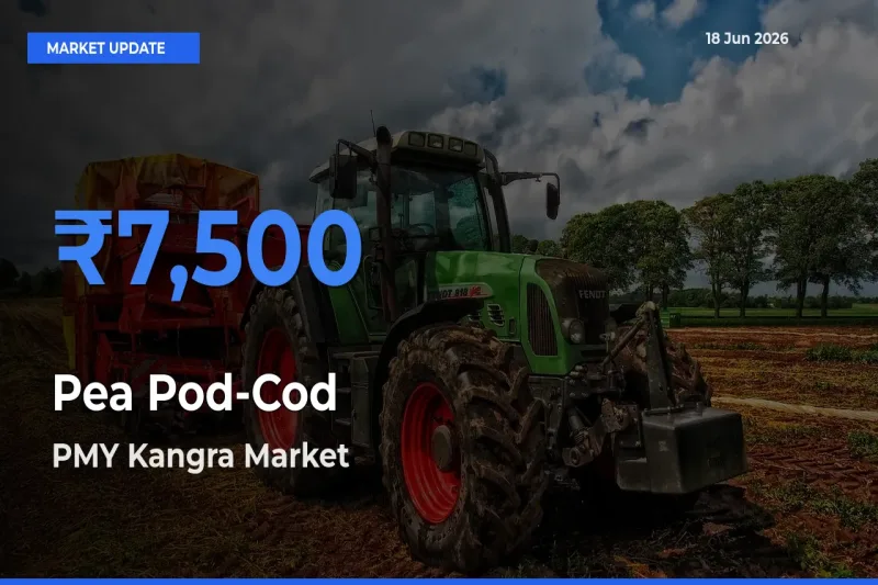 Market Watch: PMY Kangra Becomes Top Mandi for Pea Pod-Cod