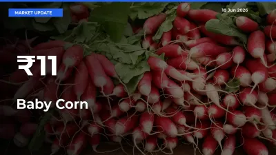 Baby Corn Prices Gain Momentum Across 11+ Mandis – Market Trend Strengthens