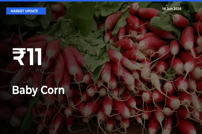 Baby Corn Prices Gain Momentum Across 11+ Mandis – Market Trend Strengthens