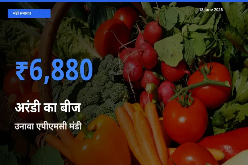 किसानों की पसंद बना उनावा एपीएमसी, अरंडी का बीज के सबसे अच्छे दाम