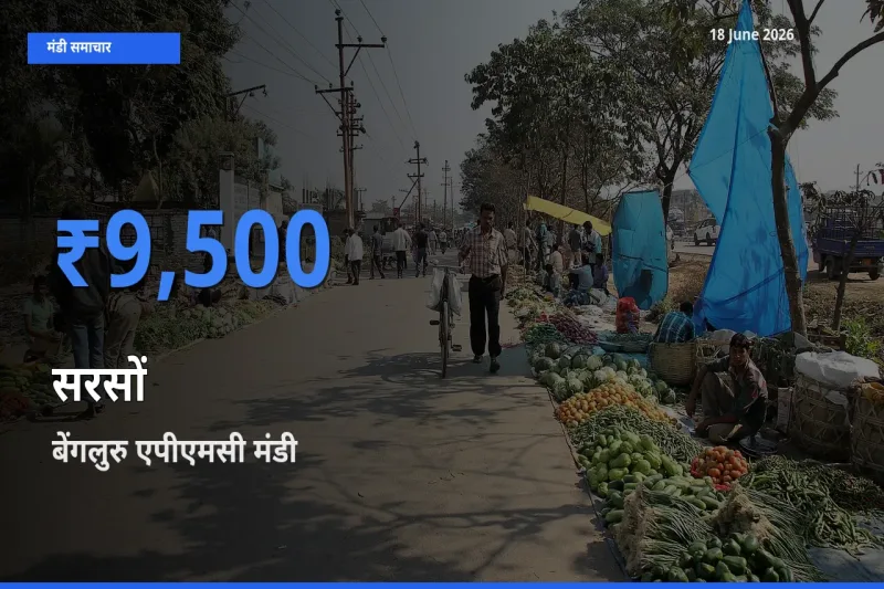 बेंगलुरु एपीएमसी में सरसों का आज सबसे ऊँचा भाव