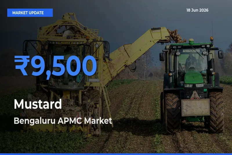Market Watch: Bengaluru APMC Becomes Top Mandi for Mustard