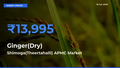 Shimoga(Theertahalli) APMC Records Highest ₹13,995 Rate for Ginger(Dry)