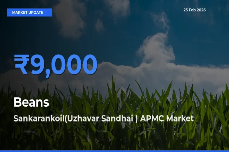 Market Watch: Sankarankoil(Uzhavar Sandhai ) APMC Becomes Top Mandi for Beans