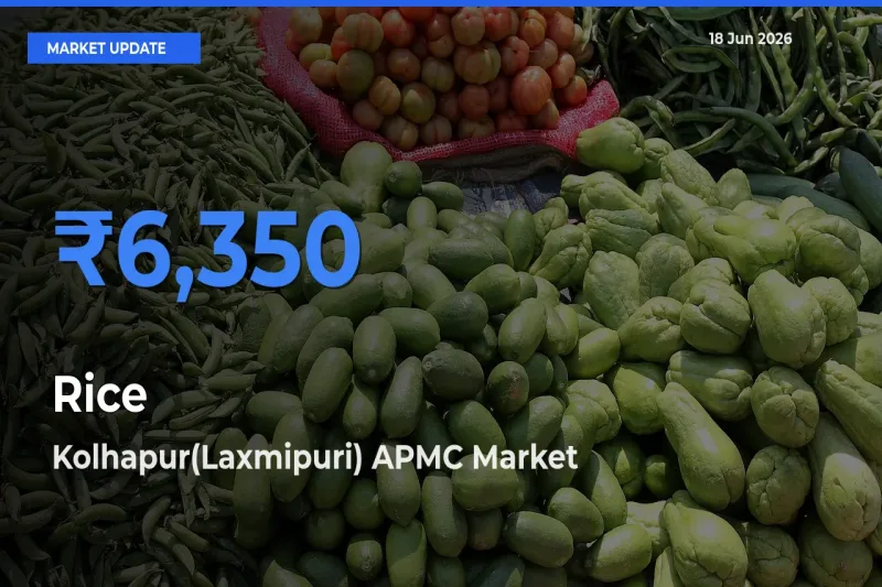 Rice Mandi Rate Today: Kolhapur(Laxmipuri) APMC Tops the List