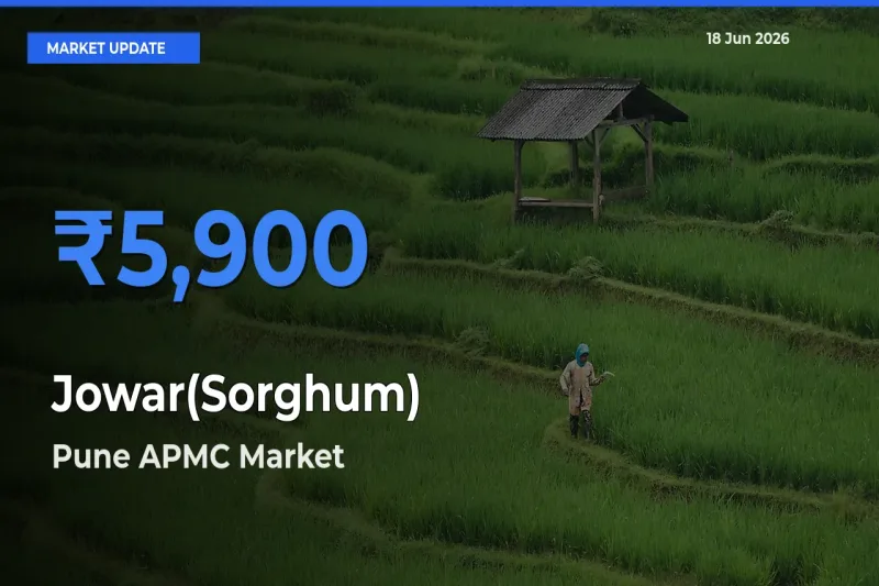 Pune APMC Offers ₹5,900 – Highest Jowar(Sorghum) Rate Today