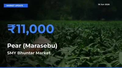 SMY Bhuntar Offers ₹11,000 – Highest Pear (Marasebu) Rate Today