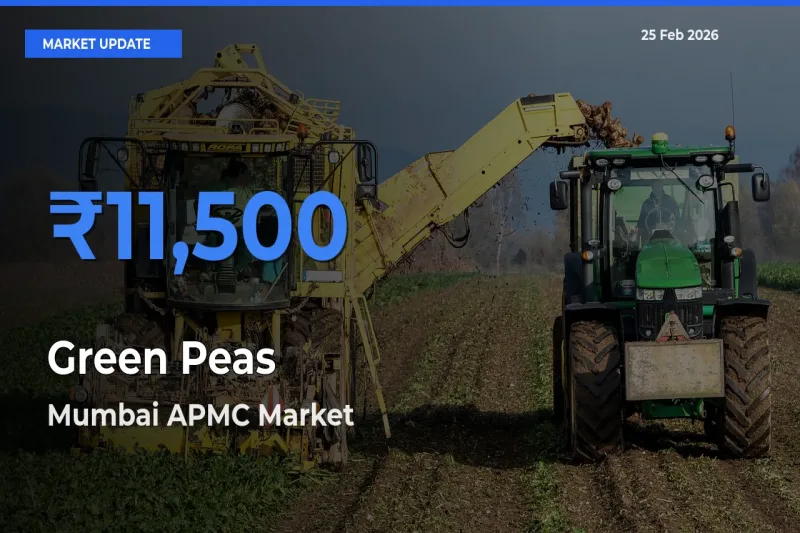 Mumbai APMC Tops Green Peas Mandi Rates Today