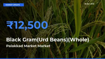 Black Gram(Urd Beans)(Whole) Mandi Rate Today: Palakkad Market Tops the List