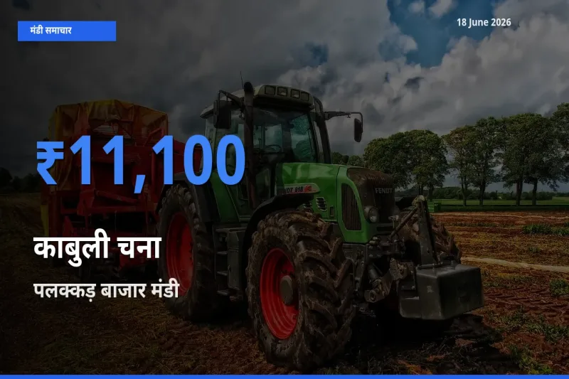 आज काबुली चना के सबसे ऊँचे दाम ₹11,100 पलक्कड़ बाजार मंडी में