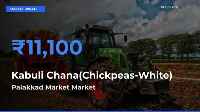 Palakkad Market Tops Kabuli Chana(Chickpeas-White) Rates – June 18 Market Update