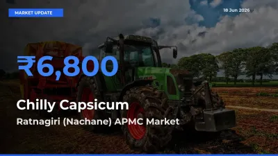 Chilly Capsicum Mandi Rate Today: Ratnagiri (Nachane) APMC Tops the List