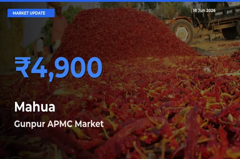Top Performer! Gunpur APMC Offers Best Mahua Price Today