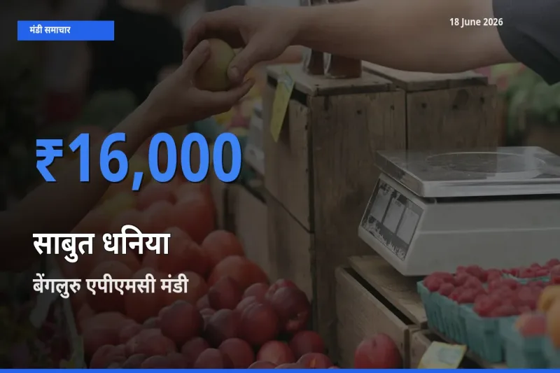 आज का मंडी भाव: साबुत धनिया के सबसे ज़्यादा दाम बेंगलुरु एपीएमसी में