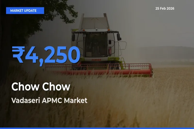 Vadaseri APMC Offers ₹4,250 – Highest Chow Chow Rate Today