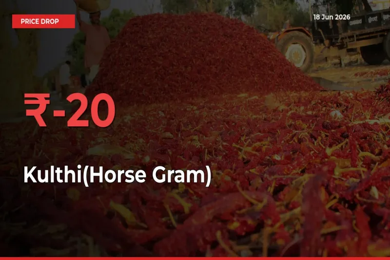 20.21% Drop in Kulthi(Horse Gram) Prices – Mandi Sees Sudden Fall
