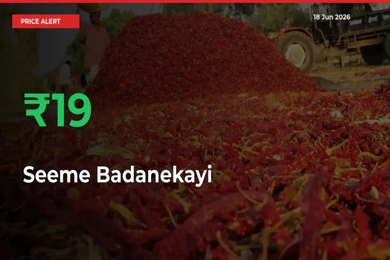 Sharp Jump! Seeme Badanekayi Prices Climb 19.05% in 24 Hours at Key Mandis