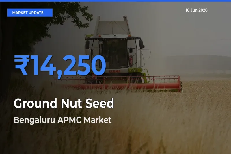 Top Performer! Bengaluru APMC Offers Best Ground Nut Seed Price Today