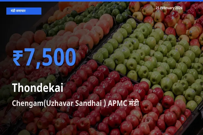 आज Thondekai के सबसे ऊँचे दाम ₹7,500 Chengam(Uzhavar Sandhai ) APMC मंडी में