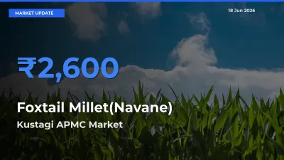 Market Watch: Kustagi APMC Becomes Top Mandi for Foxtail Millet(Navane)