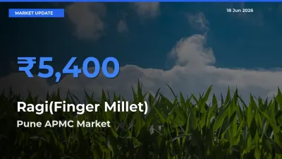 Pune APMC Emerges as Top Mandi for Ragi(Finger Millet) Prices Today
