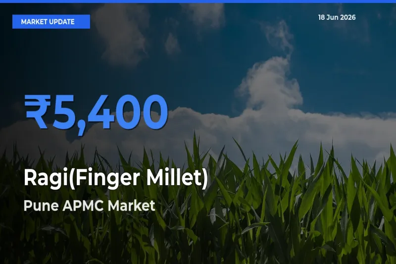 Pune APMC Emerges as Top Mandi for Ragi(Finger Millet) Prices Today
