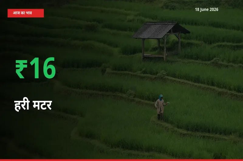 स्थानीय मंडी में हरी मटर के दाम अचानक 15.95% उछले, किसान सतर्क