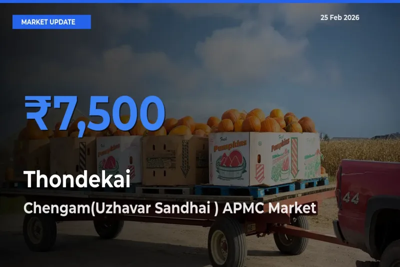 Chengam(Uzhavar Sandhai ) APMC Emerges as Top Mandi for Thondekai Prices Today