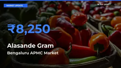 Bengaluru APMC Leads as Top Mandi for Alasande Gram Prices
