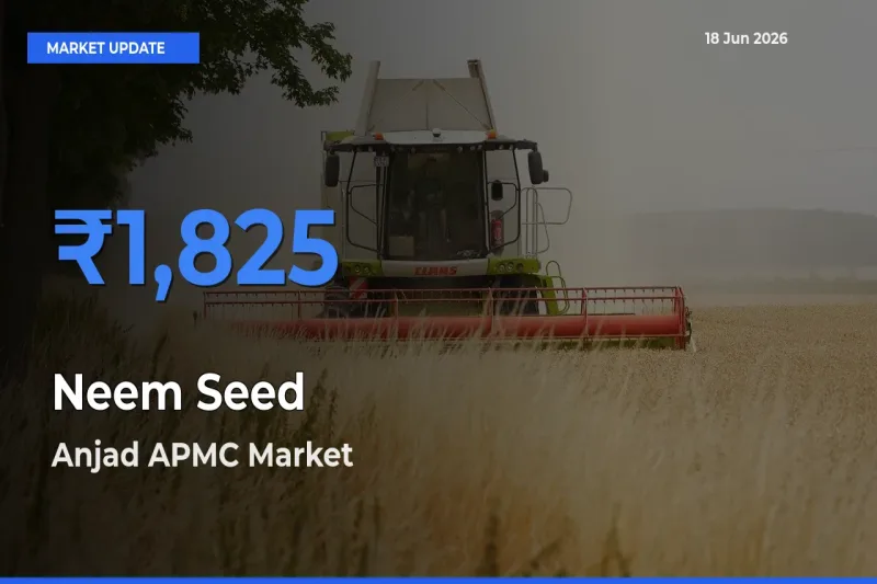 Anjad APMC Records Highest ₹1,825 Rate for Neem Seed