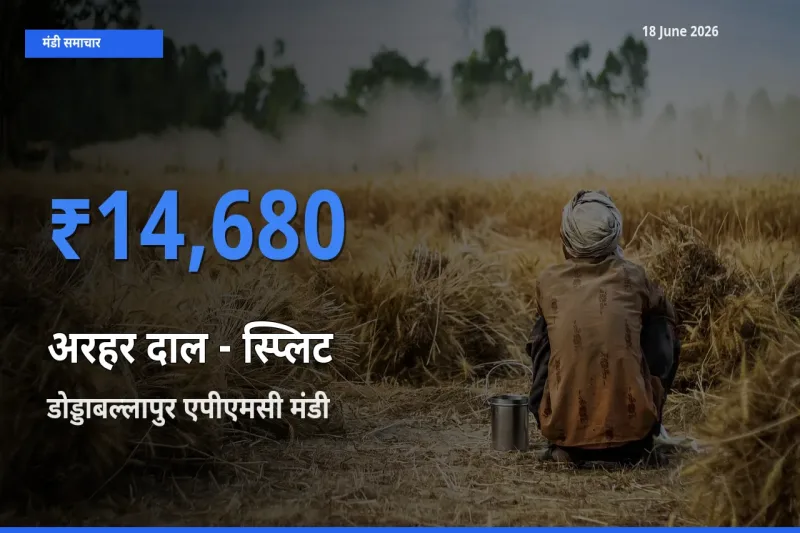 टॉप मंडी बना डोड्डाबल्लापुर एपीएमसी! अरहर दाल - स्प्लिट के सबसे ऊँचे दाम यहीं दर्ज