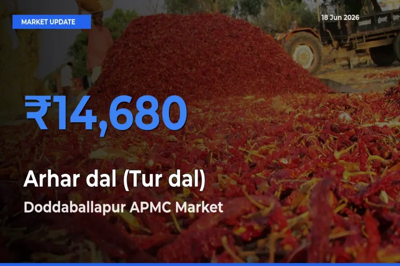 Market Watch: Doddaballapur APMC Becomes Top Mandi for Arhar dal (Tur dal)