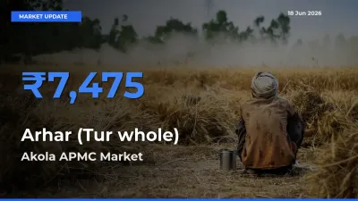 Top Performer! Akola APMC Offers Best Arhar (Tur whole) Price Today