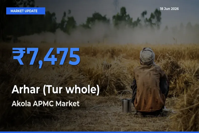 Top Performer! Akola APMC Offers Best Arhar (Tur whole) Price Today
