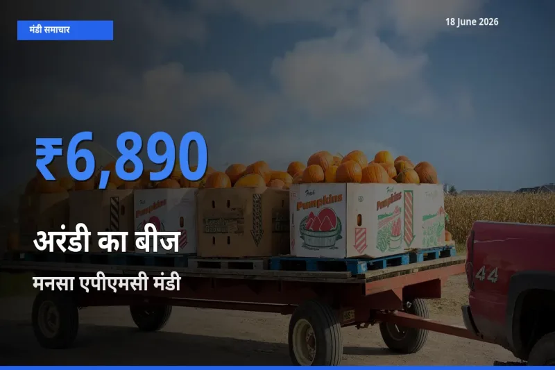 टॉप मंडी बना मनसा एपीएमसी! अरंडी का बीज के सबसे ऊँचे दाम यहीं दर्ज