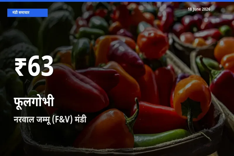 आज का मंडी भाव: नरवाल जम्मू (F&V) में फूलगोभी 30 दिन के सबसे कम स्तर पर