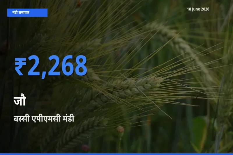 18 June अपडेट: जौ के सबसे ऊँचे दाम बस्सी एपीएमसी मंडी में