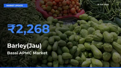 Bassi APMC Records Highest ₹2,268 Rate for Barley(Jau)