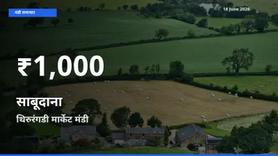 थिरुरंगडी मार्केट में साबूदाना के दाम 30 दिन के न्यूनतम स्तर पर, आज का मंडी भाव देखें
