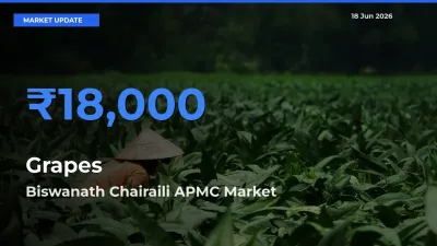 Farmers Prefer Biswanath Chairaili APMC as Grapes Hits Highest Rate
