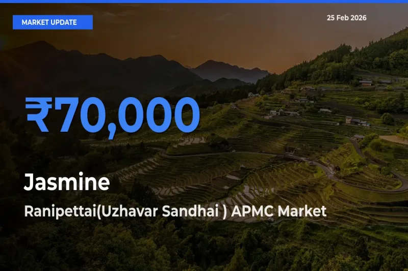 Jasmine Mandi Rate Today: Ranipettai(Uzhavar Sandhai ) APMC Tops the List