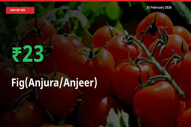 स्थानीय मंडी में Fig(Anjura/Anjeer) के दाम अचानक 22.95% उछले, किसान सतर्क