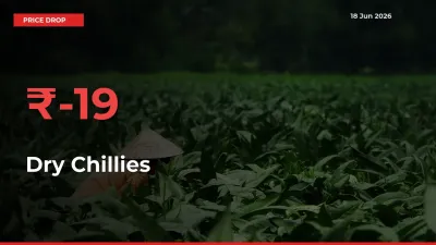Dry Chillies Mandi Rate Today: Prices Fall 19.29% at Market