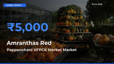 Pappanchani VFPCK Market Records Highest ₹5,000 Rate for Amranthas Red