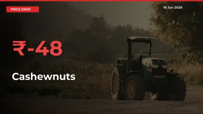 Sharp Fall! Cashewnuts Prices Plunge 48.13% in a Day at Key Mandis