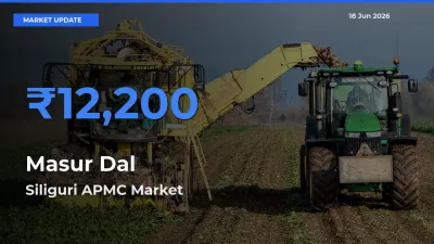 Top Performer! Siliguri APMC Offers Best Masur Dal Price Today